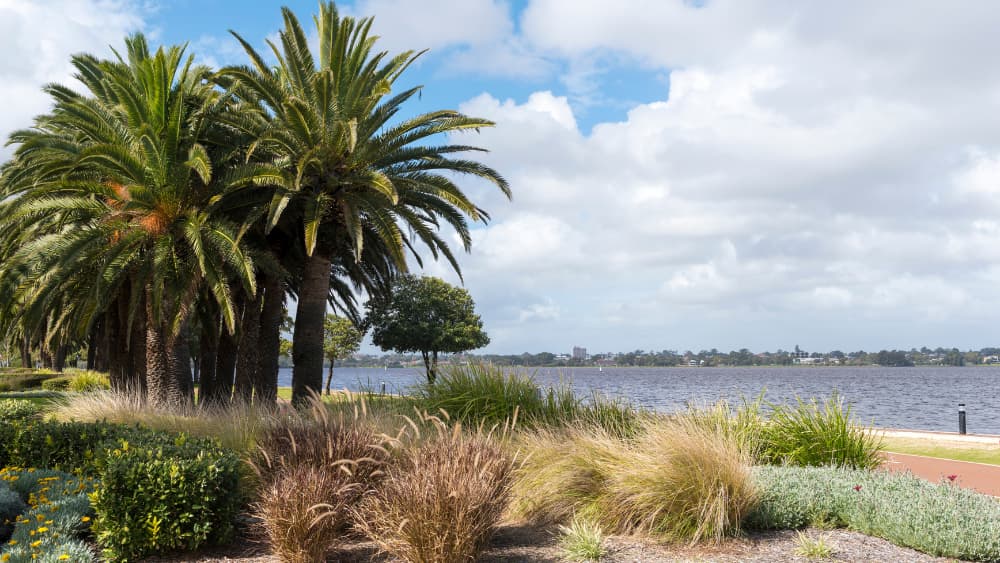 Image of Swan River from Perth. The river is framed by trees on the left.
