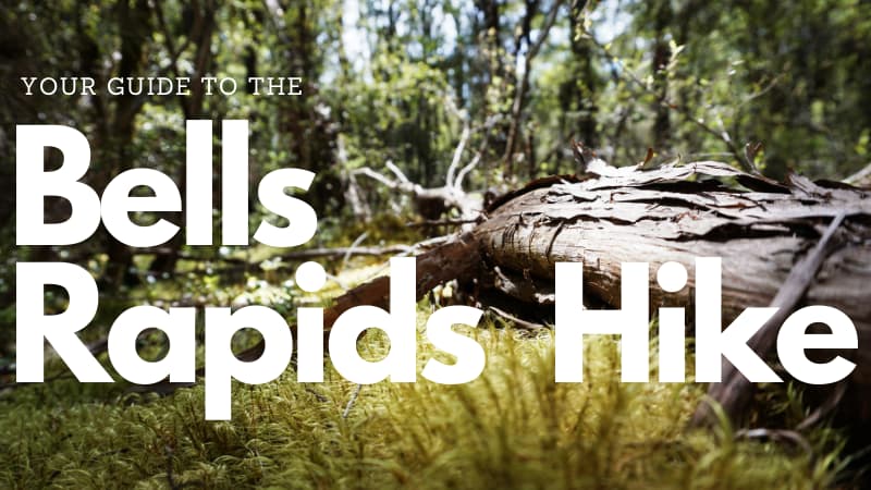 Image of a fallen tree in the bush with the text "Your guide to the bells rapids hike" overlaid in white