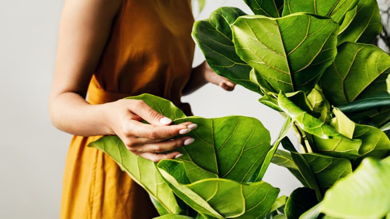 Torso of a woman wearing a yellow dress touching large fiddle leaf fig leaves