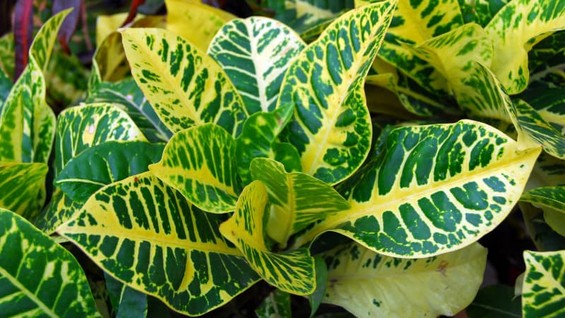 A close up of bright patterned leaves speckled with green and yellow.