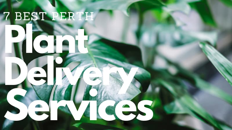 Background image of large green monstera leaves with text overlaid that reads "7 Best Perth Plant Delivery Services"