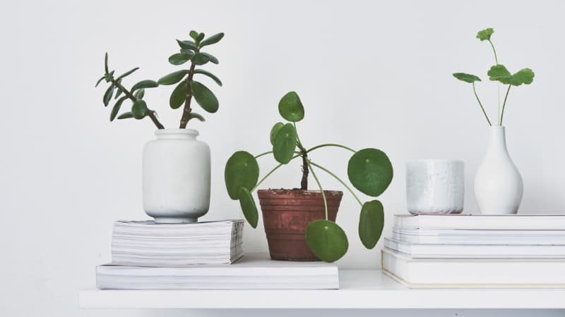 3 indoor pot plants sitting on stacked white books on a white table. The outside plants are in white pots and the middle is in a brown pot.