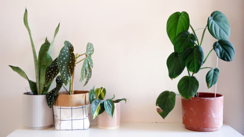 Four medium indoor plants sitting on a white table. There are two cream pots on the left side, a grid patterned paper bag pot and brown pot accompany the other two pots. Plant delivery services in Perth stock these varieties.