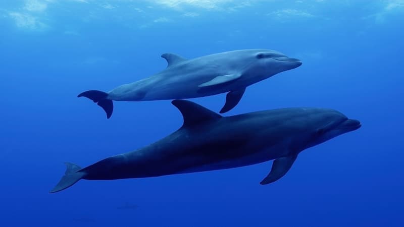 A pair of bottlenose dolphins