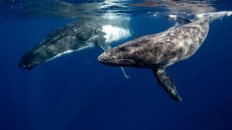 Two humpback whales under the surface of the ocean