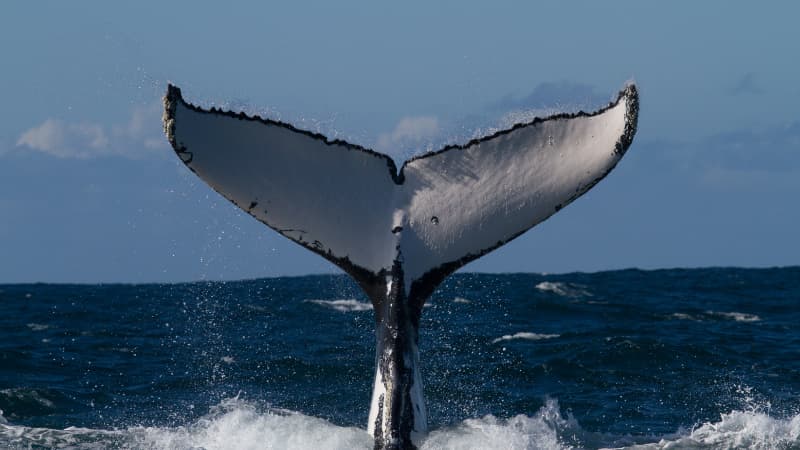A Humpback whale's tail about to slap the ocean