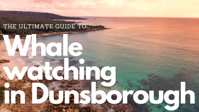 Dunsborough beach at sunset with text "The untimate guide to whale watching in Dunsborough" overlaid