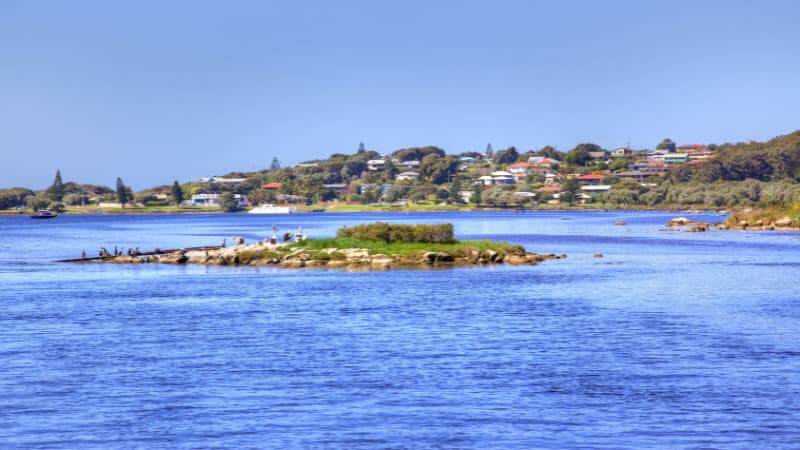 Image of a small island with pelicans in Blackwood River. There are houses and trees in the background.