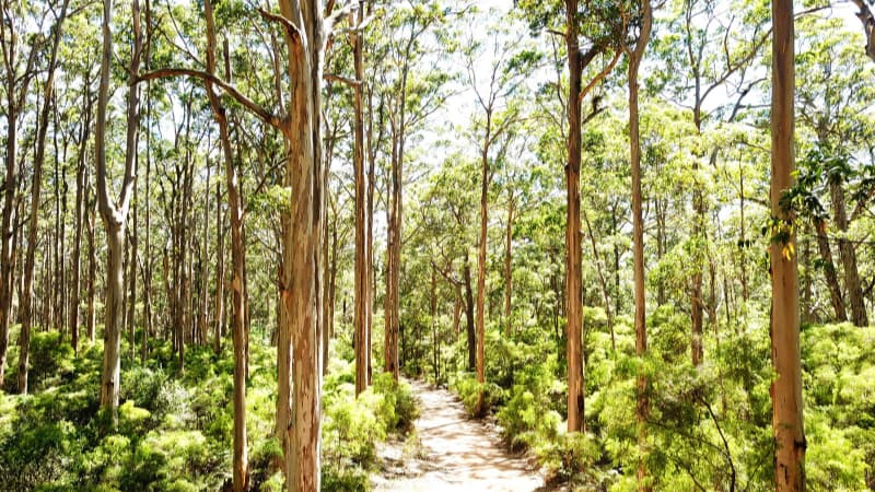 Picture of tall karri trees in Boranup Karri Forest with a path spiraling through the centre