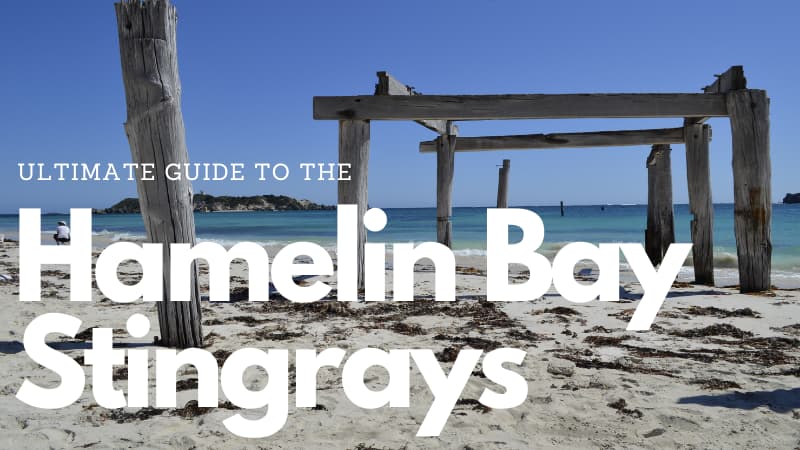 Image of Hamelin Bay Beach with text: "Ultimate Guide to the Hamelin Bay Stingrays" on top