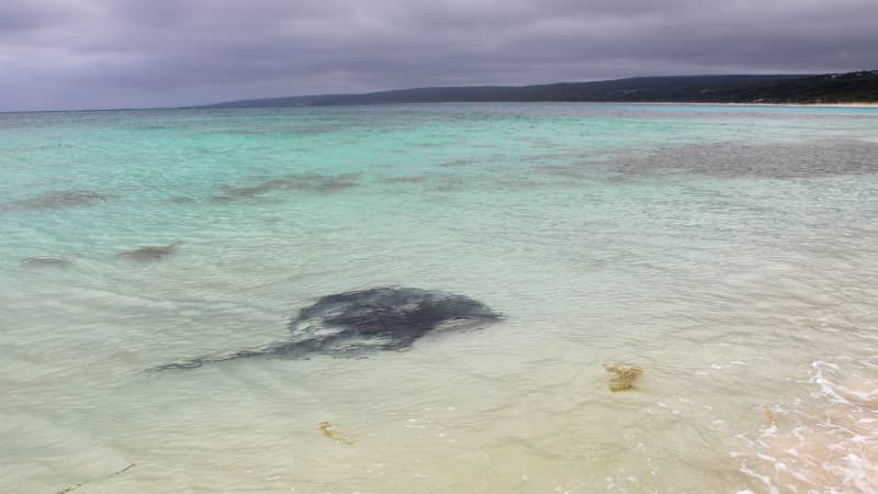 Stingray in the water at Hamelin Bay Beach with overcast clouds in the background
