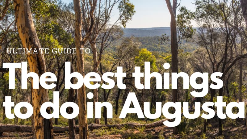 Picture of the Karri forest trees with the text "The ultimate guide to the best things to do in Augusta"