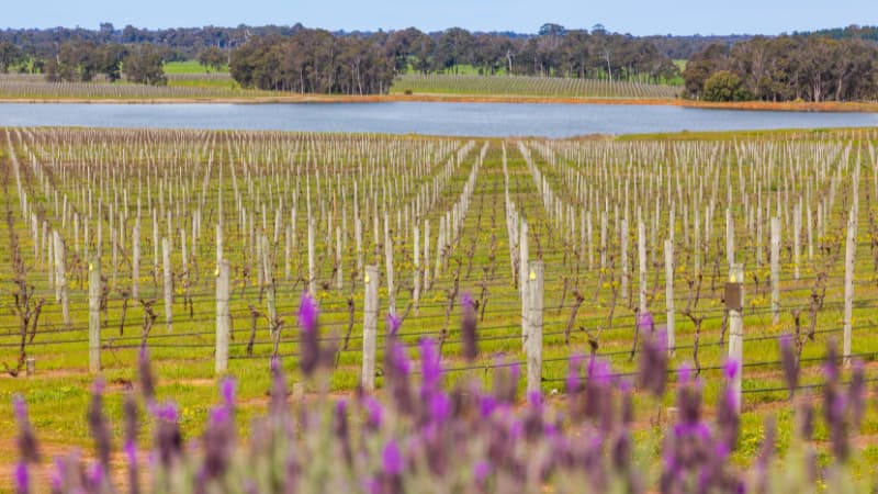 Purple lavender in the foreground, Margaret River Vineyards in the mid-ground and a waterhole in the background
