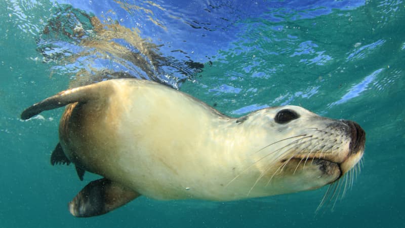 Sea lion swimming through the water in Jurien Bay