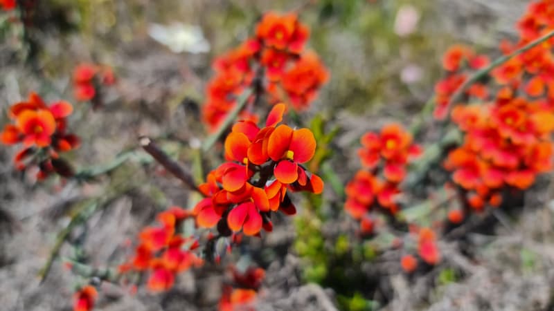 Close up of bright orange flower cluster in Lesueur National Park
