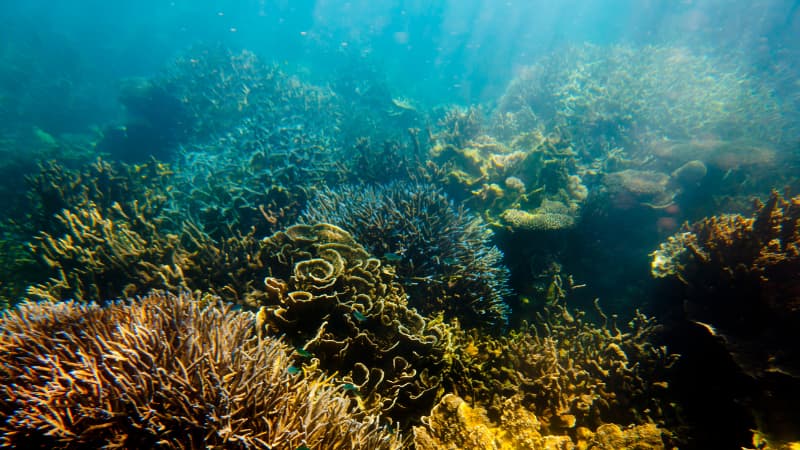 multi coloured corals line the sea floor of Ningaloo Reef