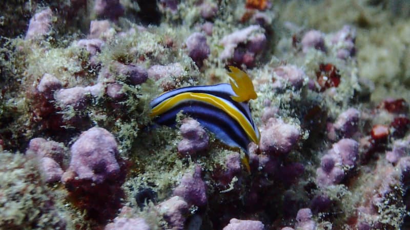 Sea creature swims among the coral in the Ningaloo Reel