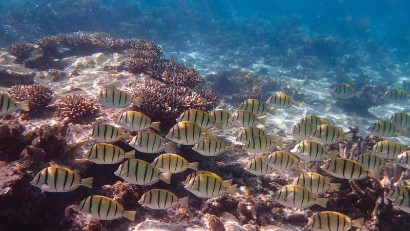 A school of reef fish swim over the coral