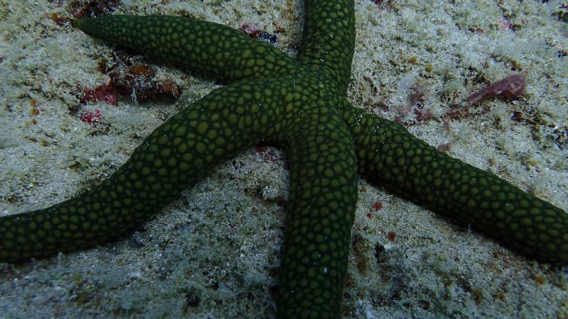 Green sea star rests on the sand under the waves