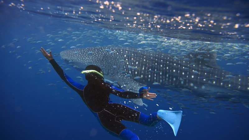 person snorkelling with a whale shark in Exmouth as a school of fish swim by.