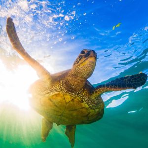 Turtle gliding through the water