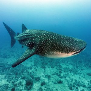 Whale shark glides past in the ocean
