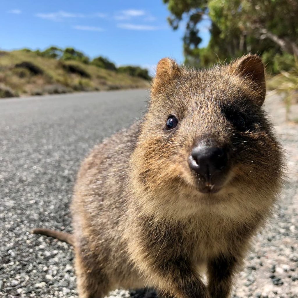 A quokka smiles at the camera