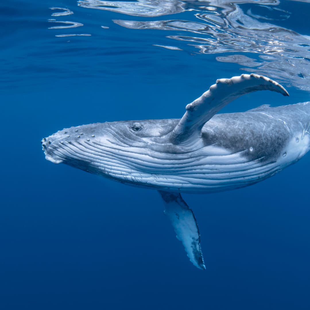A whale glides through the blue water