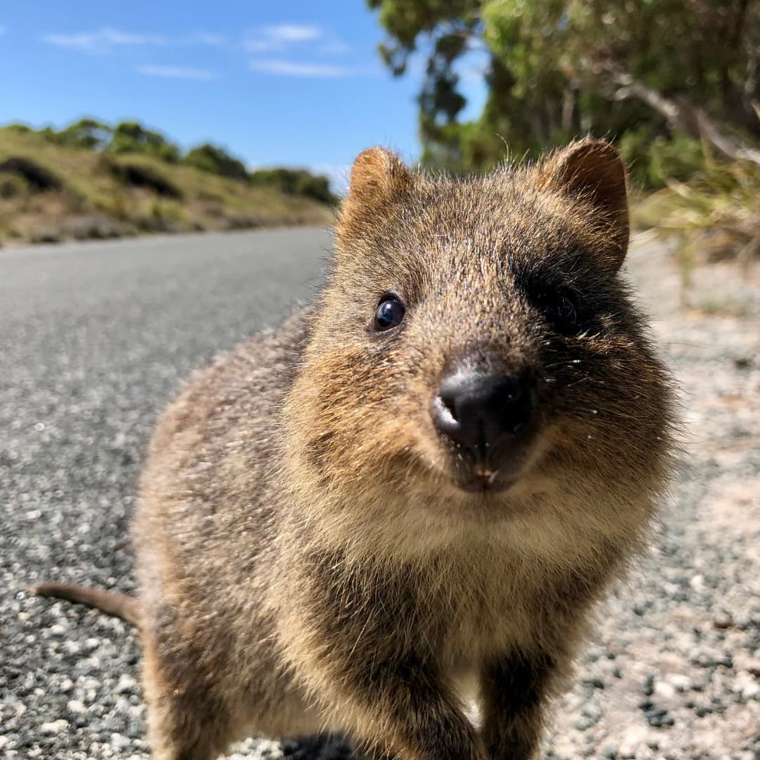 A Quokka smiles at the camera