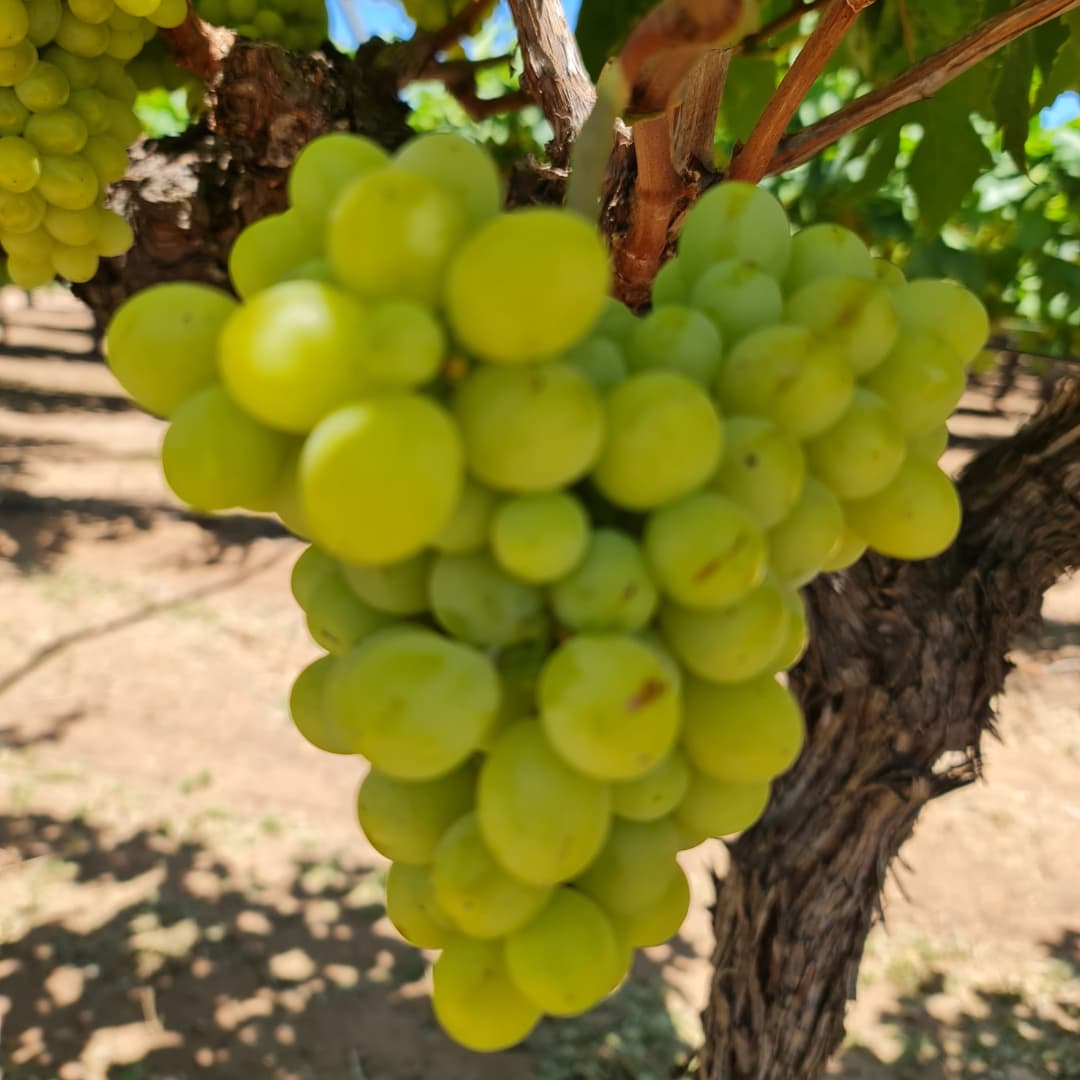 Green grapes on a vine at a vineyard