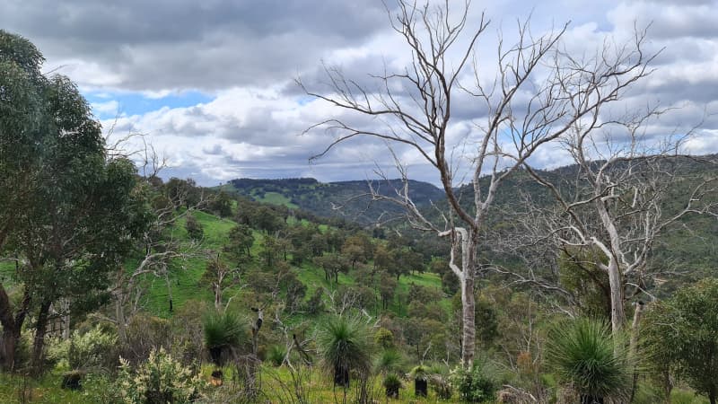 Rolling hills and trees as seen from the Echidna Trail