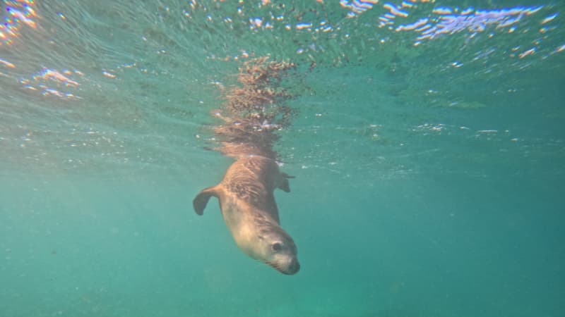 Sea lion dives down into the water