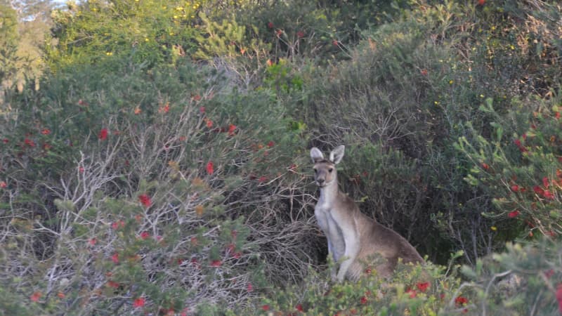 Kangaroo amongst shrubs