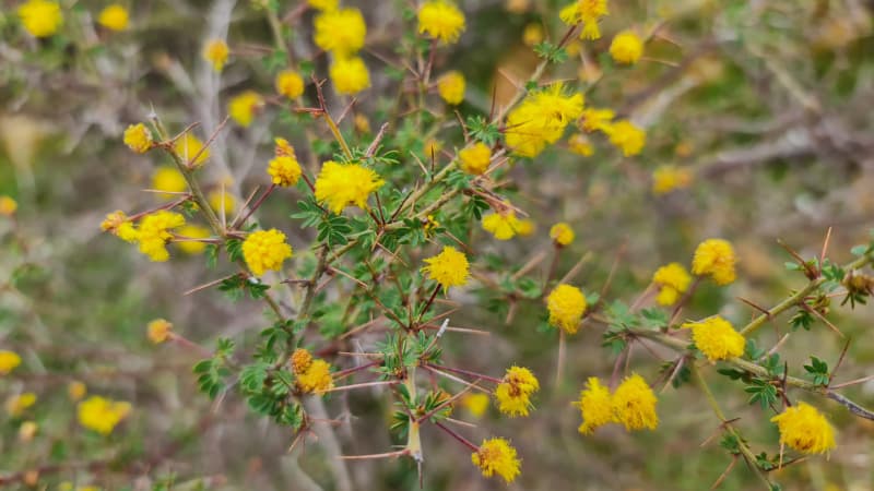 Close-up of yellow wildflowers