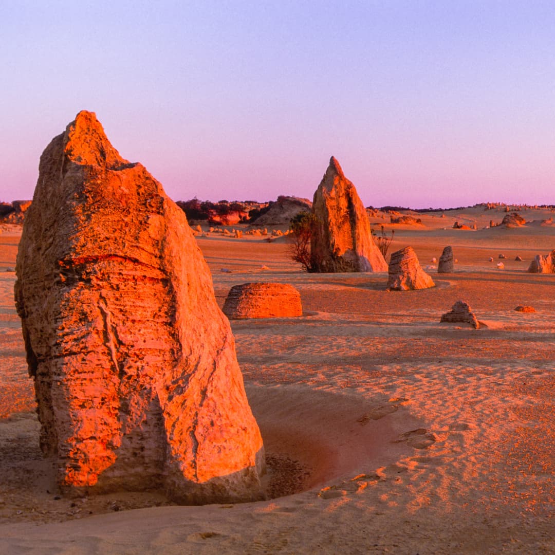 Limestone structures reach up from the sand at Pinnacles desert at sunset