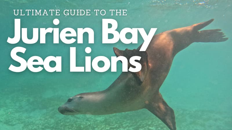 Sea lion gliding through the water in Jurien Bay. Overlaid text reads: "Ultimate guide to the Jurien Bay Sea Lions"