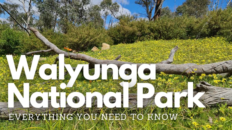 Yellow wildflowers at Walyunga National Park. Text overlaid reads "Walyunga National Park: Everything You Need To Know"