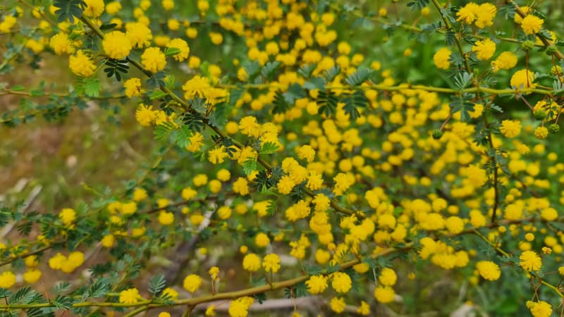 Close up of yellow wildflowers at Walyunga National Park