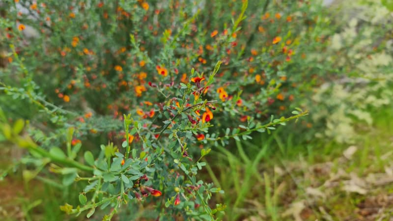 Orange and red flowers at Walyunga National Park