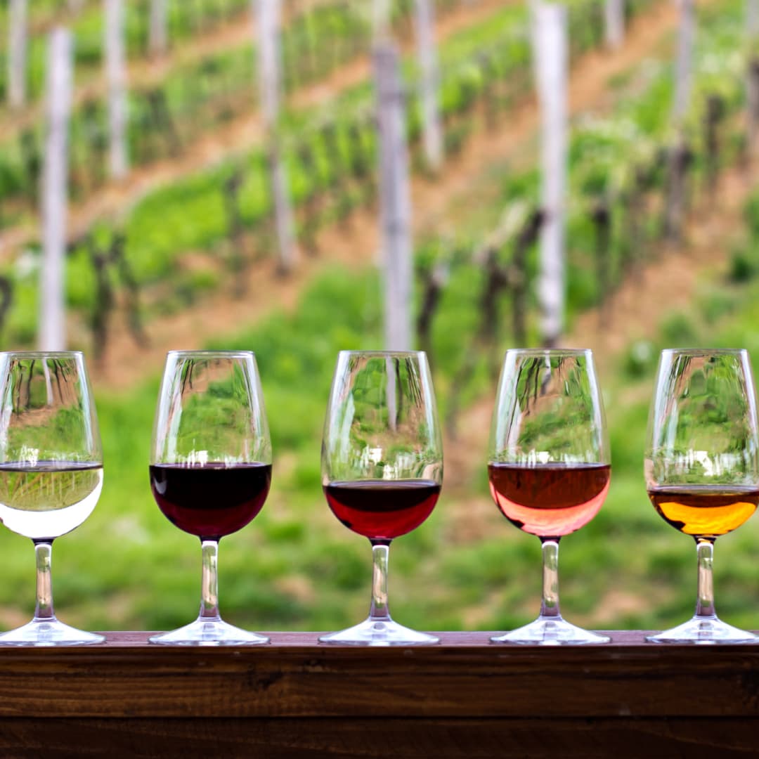 A tasting flight of wines sits in front of grape vines
