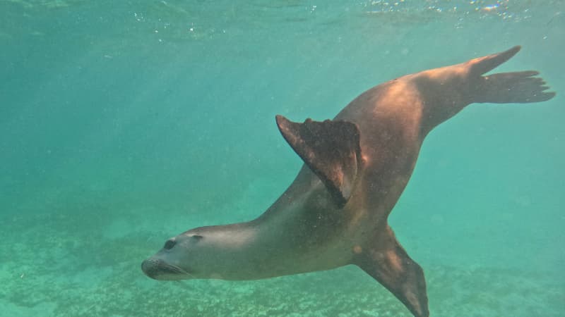 A sea lion glides playfully through the water in Jurien Bay