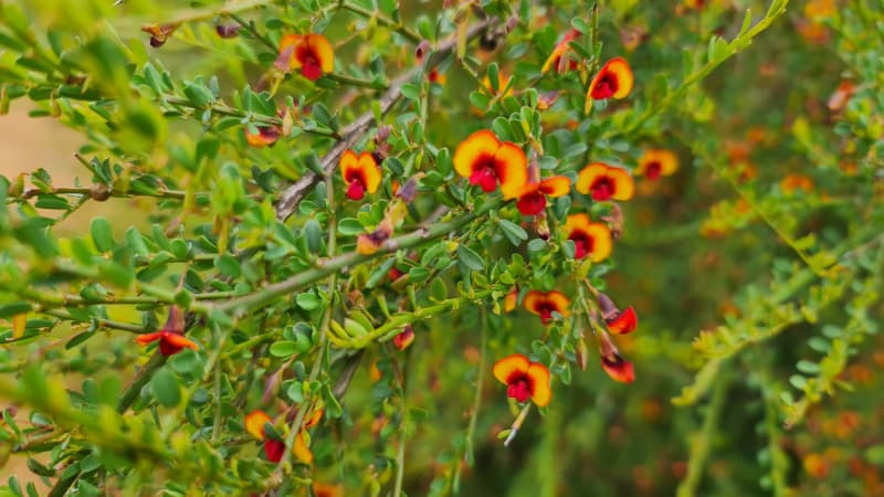 A close-up of small yellow and red wildflowers in Perth in September