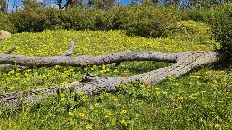 A carpet of yellow wildflowers surrounds a fallen tree at Walyunga National Park