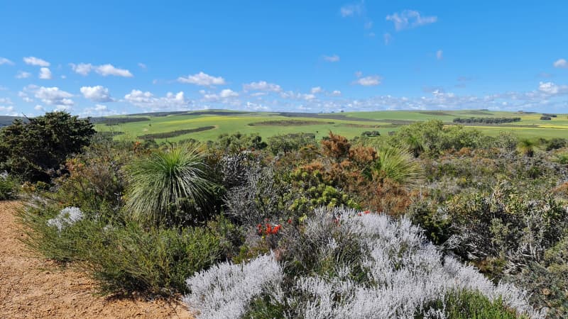 Diverse shrubs in the foreground and rolling hills of Lesueur National Park in the background