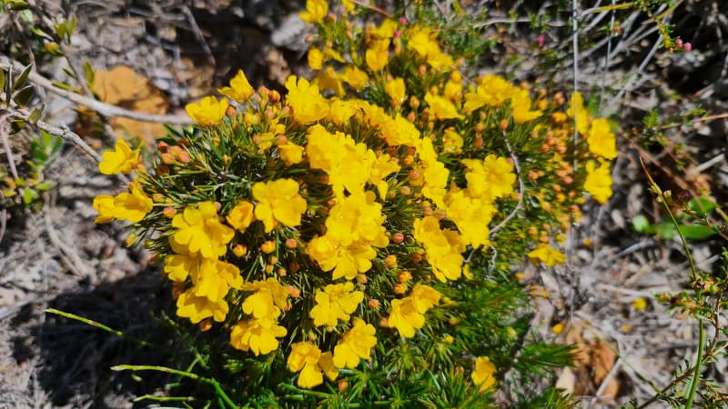 Yellow wildflowers Bloom at Lesueur National Park