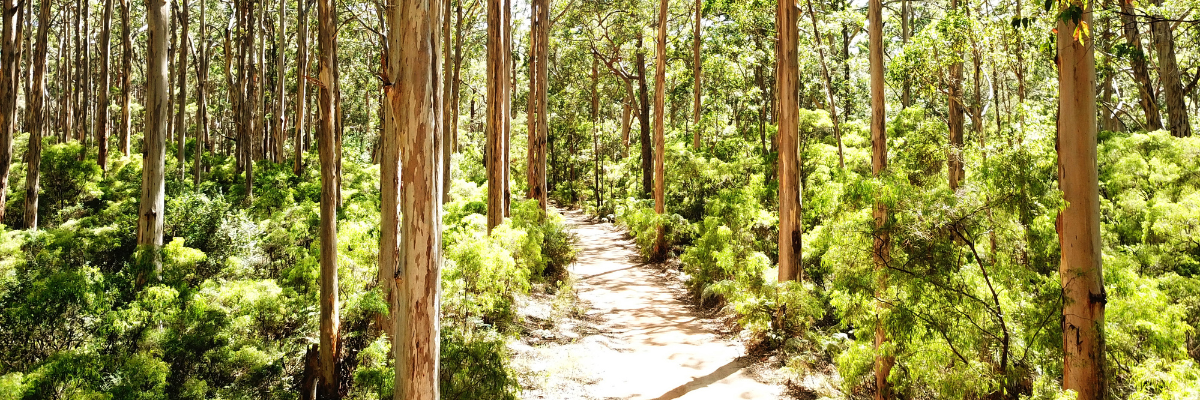 A bushwalking trail extends through Karri trees.