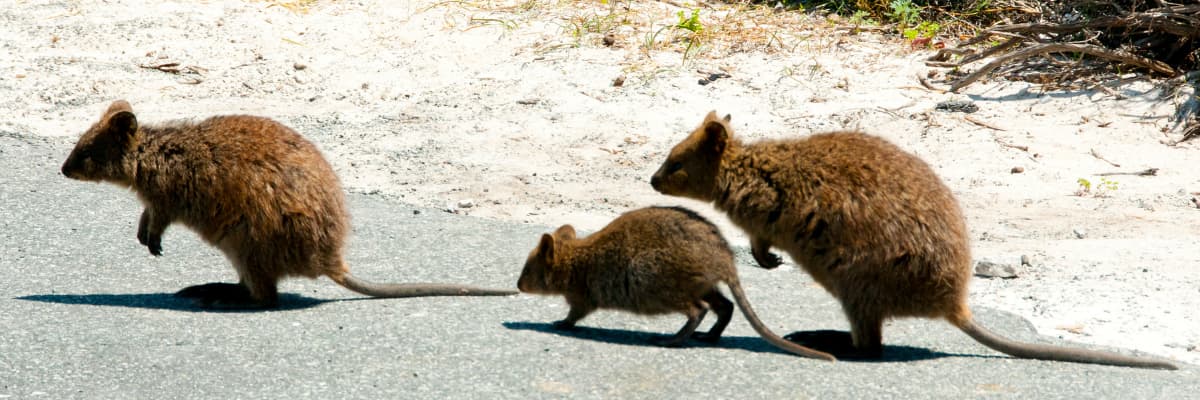 A family of three quokkas walk across the road at Rottnest