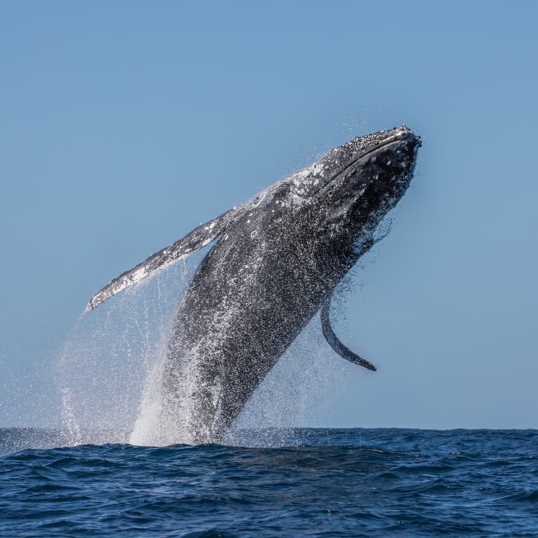Humpback whale sails out of the ocean into the air