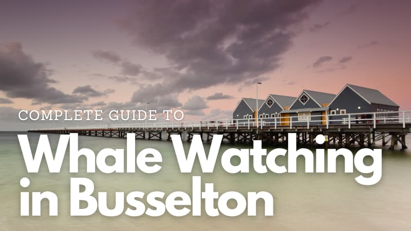 The blue buildings of Busselton Jetty in front of a purple sunset. Overlaid text reads "Complete Guide To Whale Watching in Busselton"