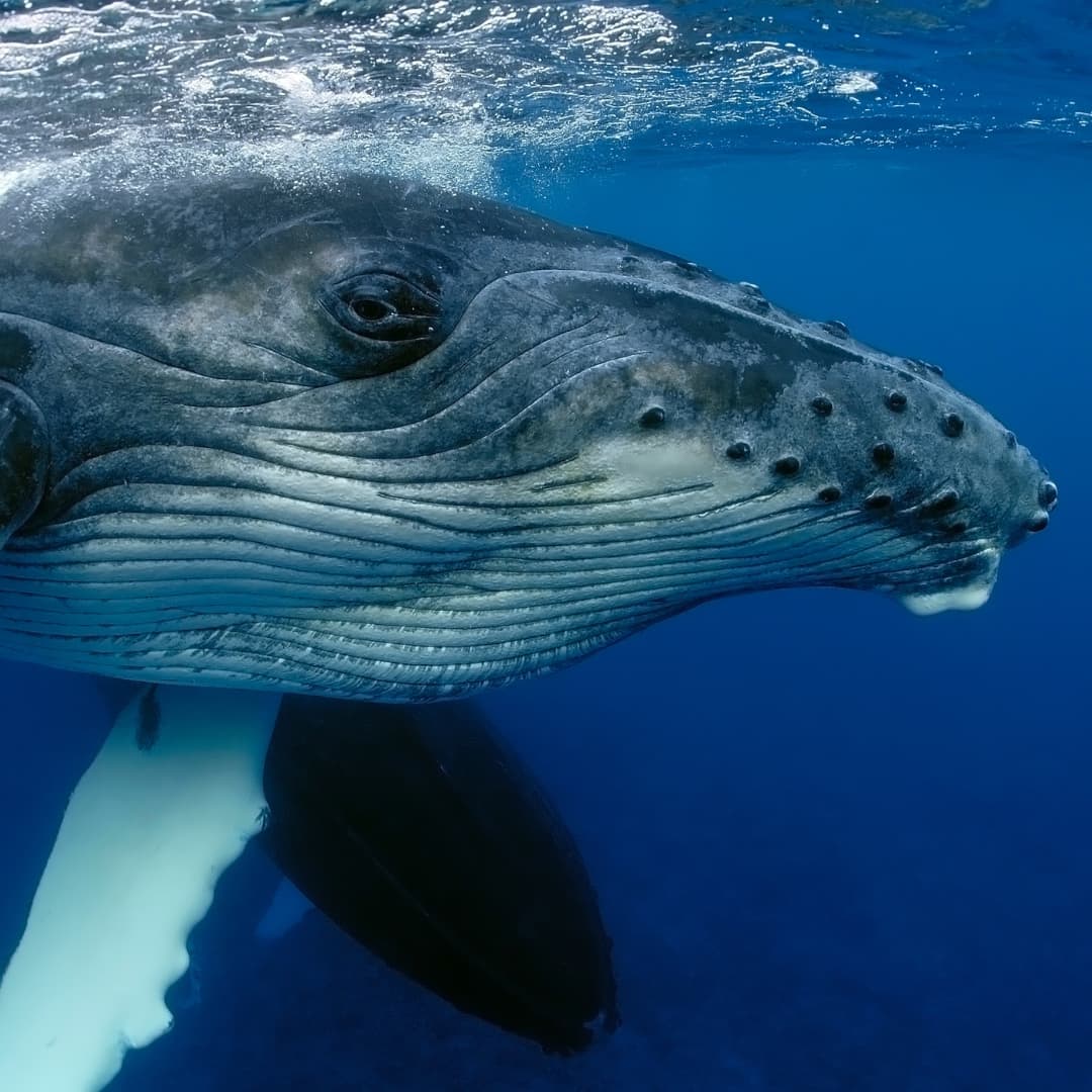 Closeup of humpback whale in the blue ocean
